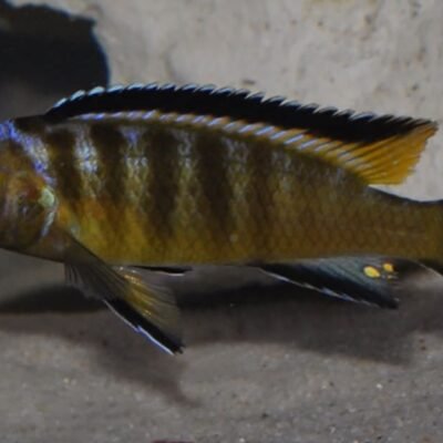 Metriaclima usisyae Mara Rocks 4-5 cm
