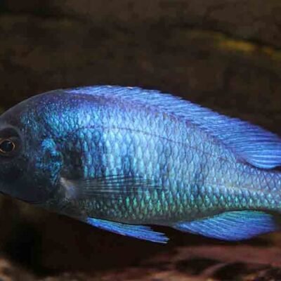Placidochromis "Phenochilus Gissel" 5-6 cm