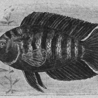 Kameleont-malawi 4-5 cm
