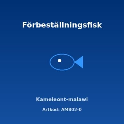 Kameleont-malawi 3,5-4 cm
