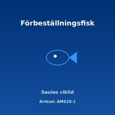Saulos ciklid 4-5 cm