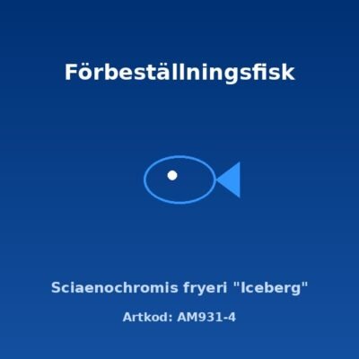 Sciaenochromis fryeri "Iceberg" 7-8 cm