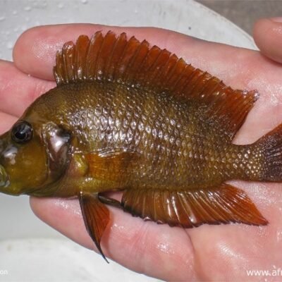 Altolamprologus compressiceps Chaitika 3 cm
