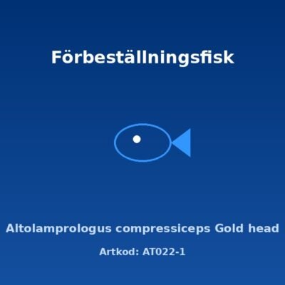 Altolamprologus compressiceps Gold head 3-4 cm