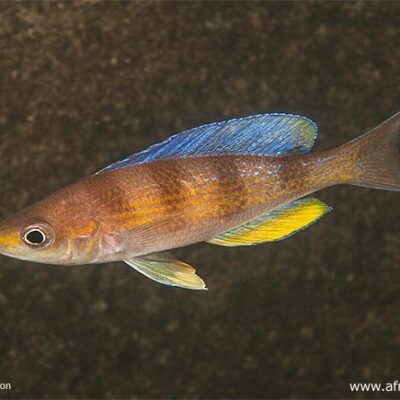 Cyprichromis "Kipili Zebra" Mvuna 6-7 cm