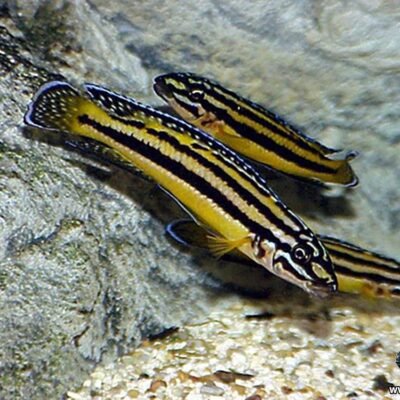 Julidochromis marksmithi 3-4 cm