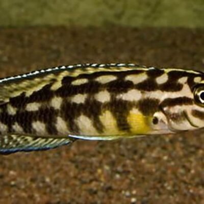 Julidochromis marlieri 3-4 cm