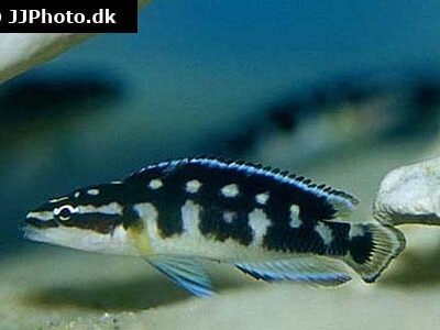 Julidochromis transcriptus 3-4 cm