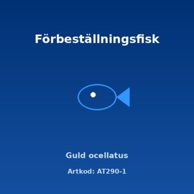 Guld ocellatus 2,5-3 cm