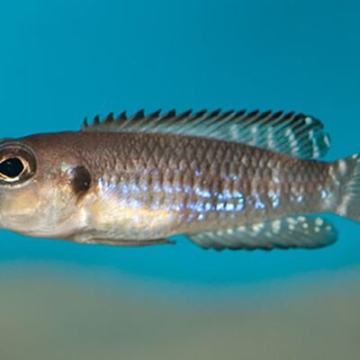 Lamprologus speciosus 2,5-3 cm