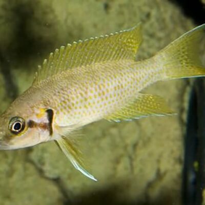 Neolamprologus helianthus 3,5-4 cm