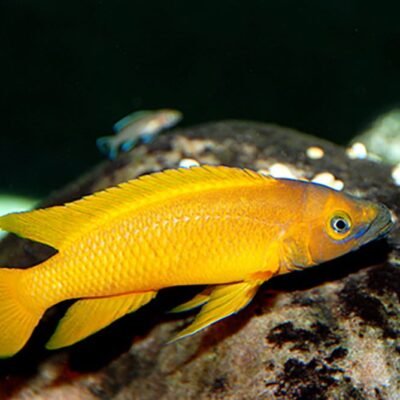 Apelsinciklid (Neolamprologus leleupi Orange) 4–5 cm