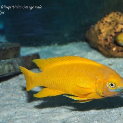 Apelsinciklid (Neolamprologus leleupi Uvira orange) 3,5–4 cm