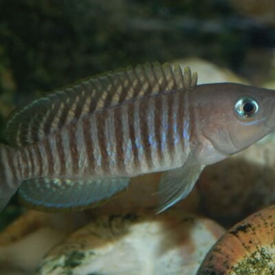 Mångbandad snäcklekare (Neolamprologus multifasciatus) 2,5 cm