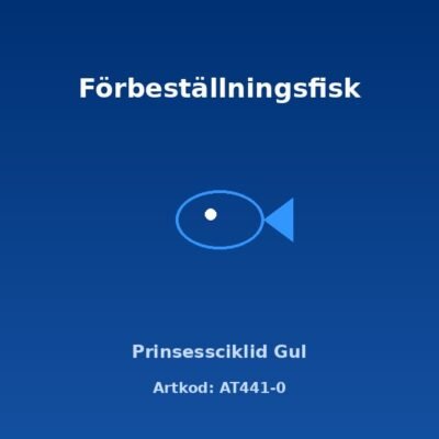 Prinsessciklid Gul 3,5-4 cm
