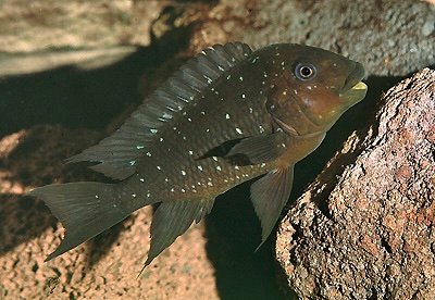 Petrochromis trewavasae 4-5 cm