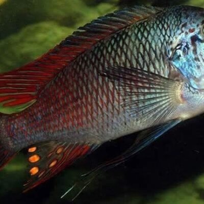 Petrochromis "Longola Red Fin"" 5-6 cm
