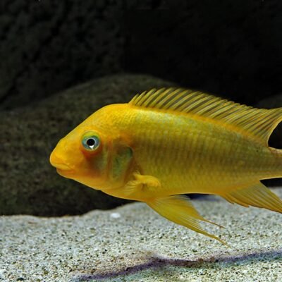 Petrochromis "Moshi Yellow"" 5-6 cm