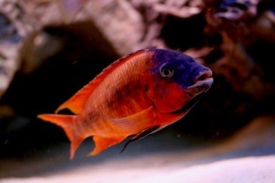 Petrochromis "Red" Bulu Point 4-5 cm