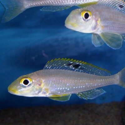 Xenotilapia "Papilio Sunflower" Kantalamba 4-5 cm