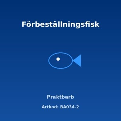 Praktbarb 4 cm