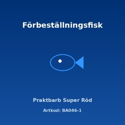 Praktbarb Super Röd 3-3,5 cm