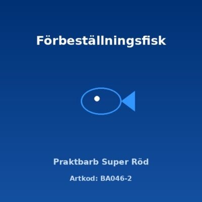 Praktbarb Super Röd 4 cm