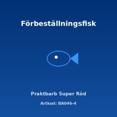 Praktbarb Super Röd XL cm