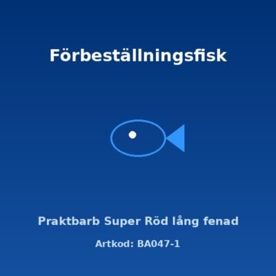 Praktbarb Super Röd lång fenad 3-3,5 cm