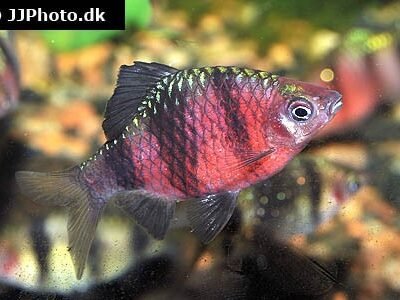 Purpurhuvudsbarb 3 cm