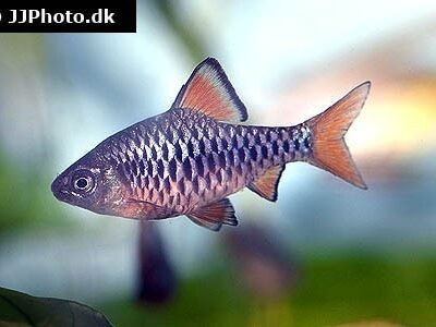 Barbus (Oliotius) oligolepis 2,5 cm