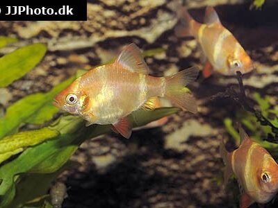 Tigerbarb Guld 3-3,5 cm