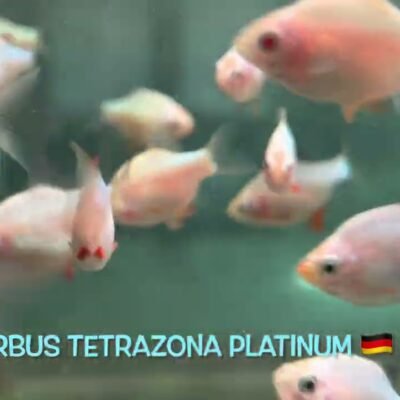 Tigerbarb Platina 3-3,5 cm