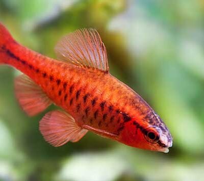 Kopparbarb (Barbus (Puntius) titteya) 2,5 cm