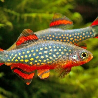 Galaxy rasbora 2-2,5 cm