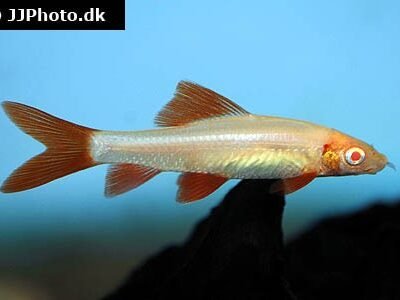 Regnbågslabeo, regnbågshaj Albino (Epalzeorhynchos frenatum Albino) 3–4 cm