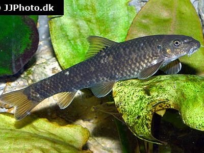 Doktorfisk (psoriasisfisken) (Garra rufa) 2,5–3 cm