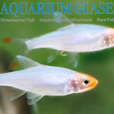 Sawbwa resplendens 2 cm