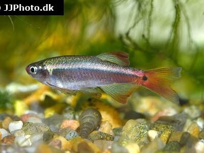 Kardinalfisk lång fenad 2,5-3 cm