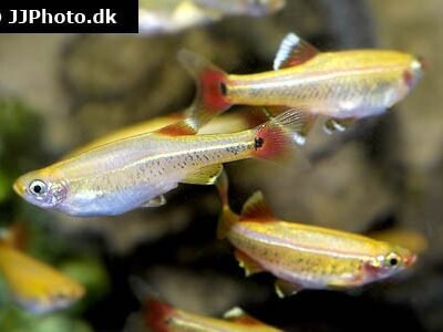 Kardinalfisk Guld 2,5-3 cm