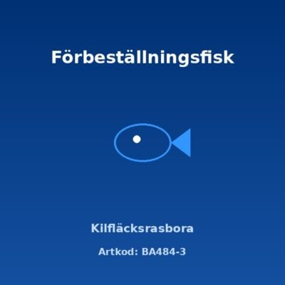 Kilfläcksrasbora (Trigonostigma heteromorpha) XL