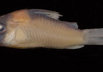Corydoras adolfoi 2-2,5 cm