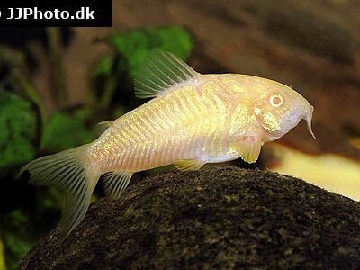 Metallpansarmal Albino 2,5-3 cm