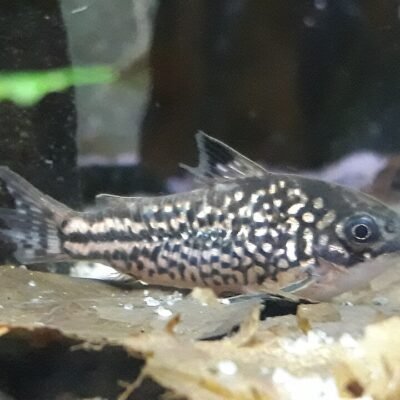 Corydoras napoensis 2,5-3 cm