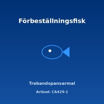Trebandspansarmal 2,5-3 cm