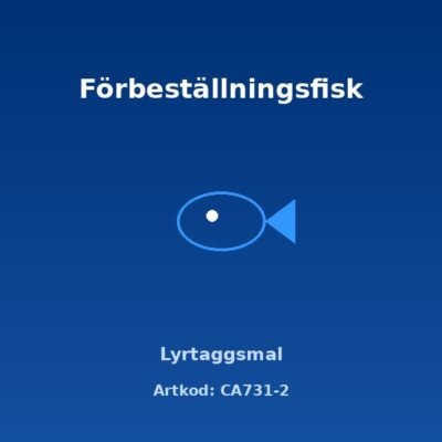 Lyrtaggsmal 5-6 cm