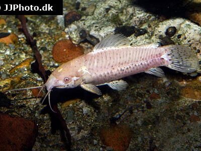 Albino Långsträckt pansarmal (Megalechis thoracata Albino) 3,5–4 cm