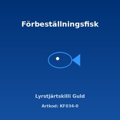 Lyrstjärtskilli Guld 2,5-3 cm
