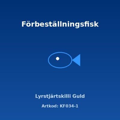 Lyrstjärtskilli Guld 3-4 cm