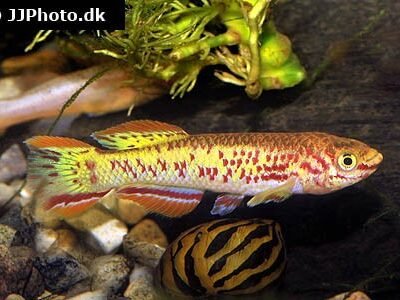 Fundulopanchax gardneri "Gold" 3-4 cm